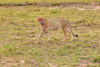 Cheetah walking on field