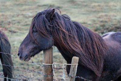 Cute brown icelandic horse with a mane behind a fence.