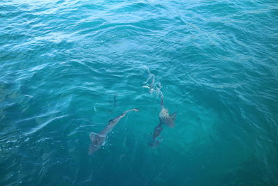 High angle view of fishes swimming in sea