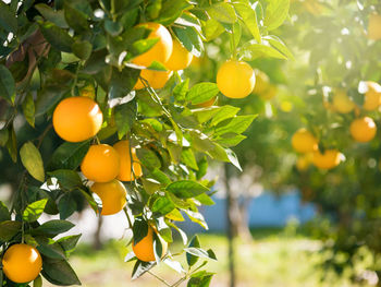 Close-up of oranges on tree