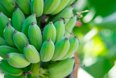 Fresh green raw banana on tree