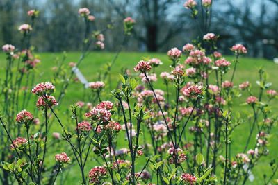 Close-up of flowering plants on field