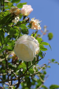 Close-up of white flowers