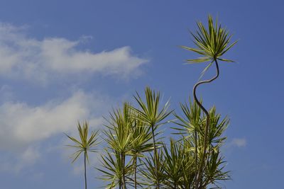 Low angle view of palm tree against sky