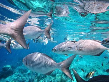 Fish swimming in sea