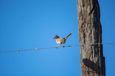 Low angle view of bird perching on tree against clear blue sky