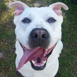 Portrait of dog on field