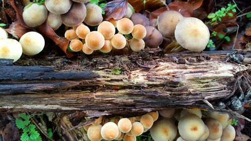 Close-up of mushrooms growing outdoors