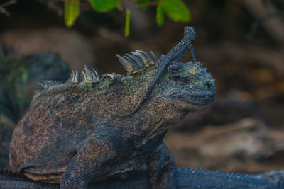 Close-up of lizard on iguana
