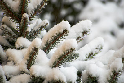 Close-up of snow covered pine tree