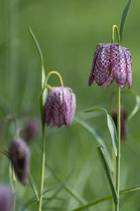 Close-up of purple flowering plant