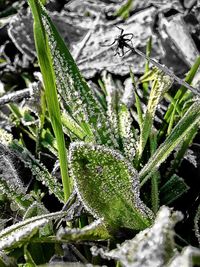 Close-up of plant