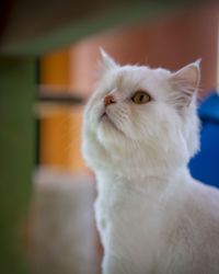 Close-up of a cat looking up