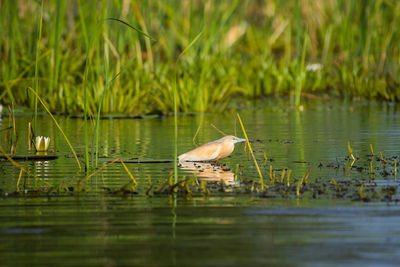  squacco heron a lake