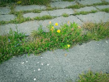 Plant growing in a garden