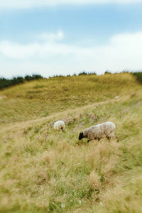 Sheep grazing on grassy field