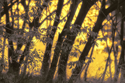 Close-up of yellow plants growing on field