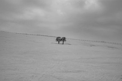 View of the tree on snow covered land