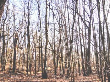 Bare trees in forest