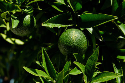 Close-up of fruits on tree