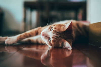 Close-up of cat lying on floor at home