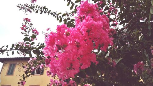 Low angle view of pink flowers on tree