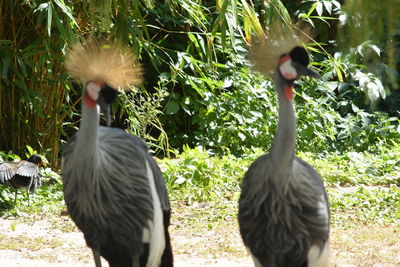 View of birds on land