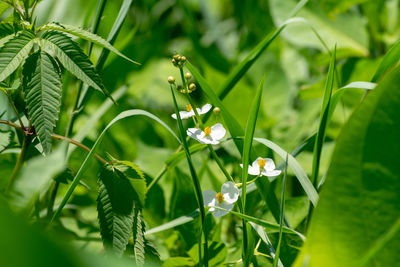 Close-up of white flowering plant