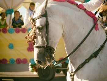 Cropped image of person riding white horse