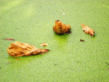 High angle view of crab on grass