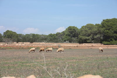 Sheep in a field