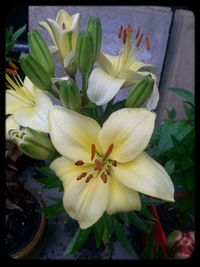 Close-up of white flower