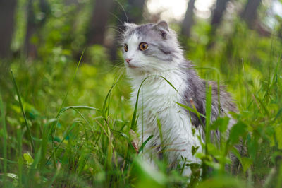 Cat looking away in a field