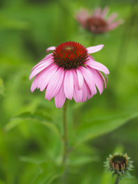 Close-up of pink flower