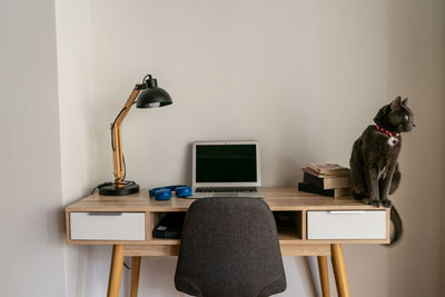 Cat sitting on chair by table at home