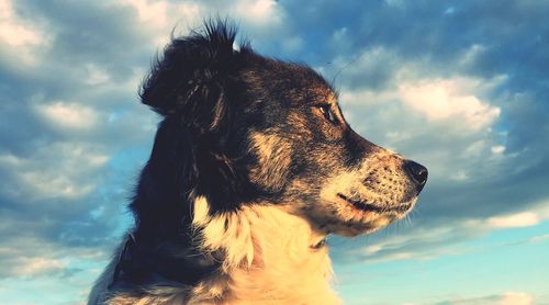 Close-up of dog against sky