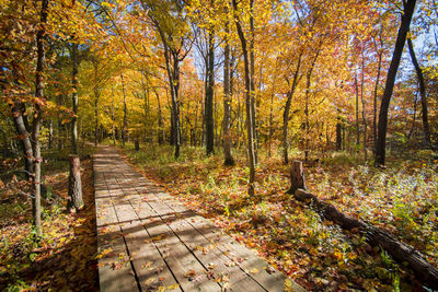 Footpath amidst trees during autumn