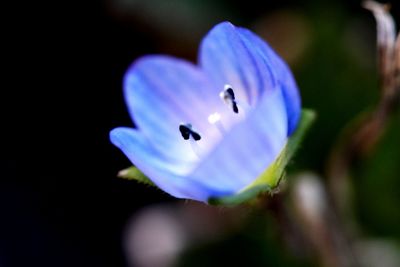 Close-up of butterfly on purple flower