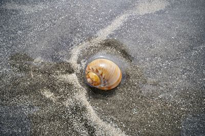 High angle view of snail on sand