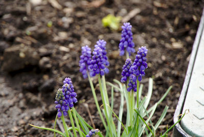 Close-up of purple crocus flowers on field