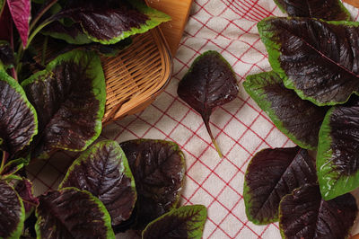 High angle view of leaves on plant