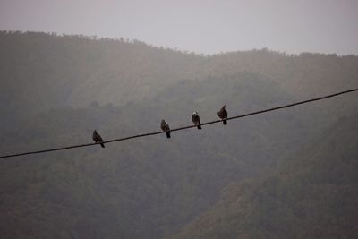 Low angle view of birds on cable against sky