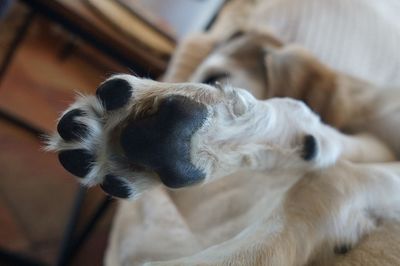 Close-up of a dog at home