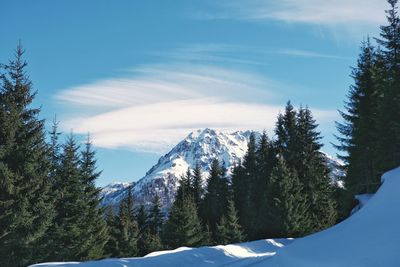 Pine trees on snowcapped mountains against sky