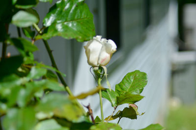 Close-up of plant