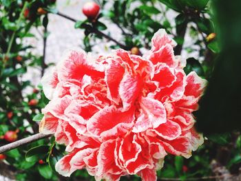 Close-up of red flower