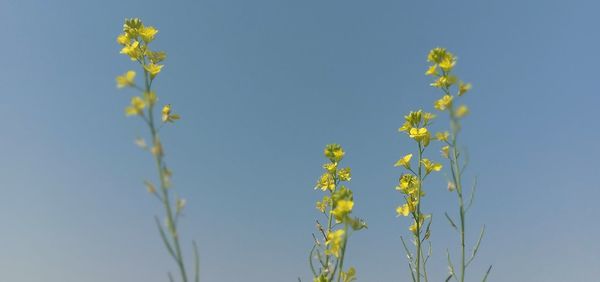 Low angle view of yellow flowering plant against sky