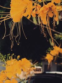 Close-up of yellow flowers