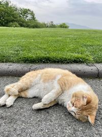 View of a cat resting on grass