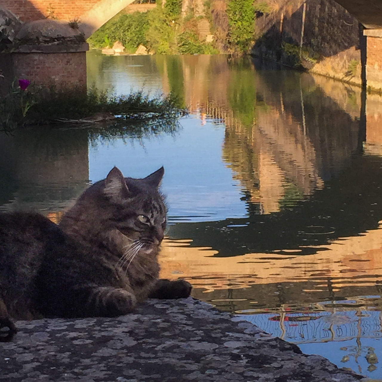 CAT SITTING ON A ROCK